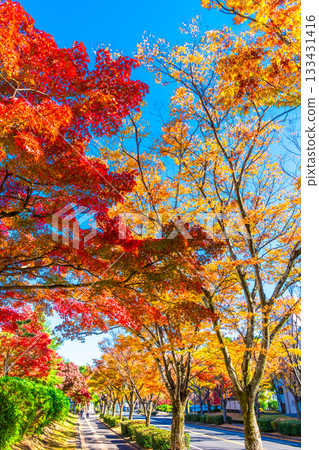 Autumn leaves on Keyaki Street in Korigaoka, Hirakata City 133431416