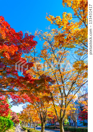 Autumn leaves on Keyaki Street in Korigaoka, Hirakata City 133431417