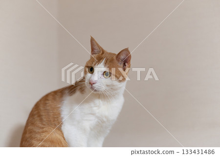 一隻貓在貓塔頂上休息,棕色虎斑和白色 一隻貓在貓塔頂上休息,棕色虎斑和白色 133431486