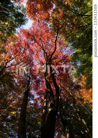 Tottori Shiki的步行秋天Ch訪Su訪神社 133431509