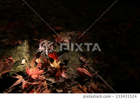 Tottori Shiki的步行秋天Ch訪Su訪神社 133431524