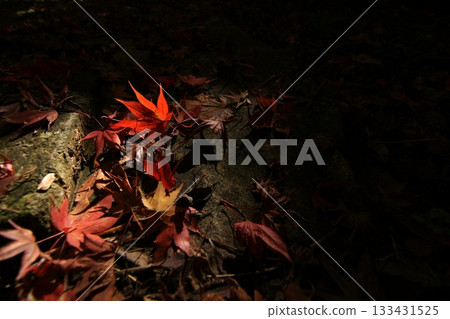 Tottori Shiki的步行秋天Ch訪Su訪神社 133431525