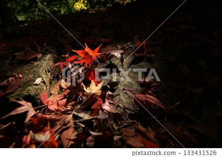 Tottori Shiki的步行秋天Ch訪Su訪神社 133431526