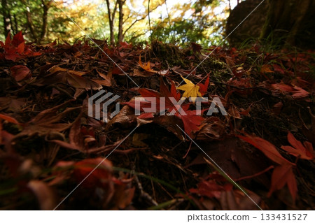 Tottori Shiki的步行秋天Ch訪Su訪神社 Tottori Shiki的步行秋天Ch訪Su訪神社 133431527
