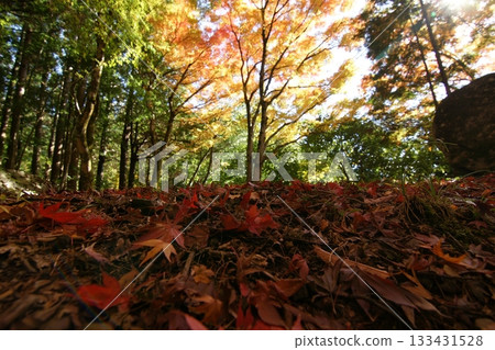 Tottori Shiki's Walk Autumn Chito Suwa Shrine Tottori Shiki's Walk Autumn Chito Suwa Shrine 133431528