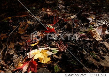 Tottori Shiki's Walk Autumn Chito Suwa Shrine 133431531