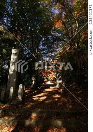Tottori Shiki's Walk Autumn Chito Suwa Shrine Tottori Shiki's Walk Autumn Chito Suwa Shrine 133431571
