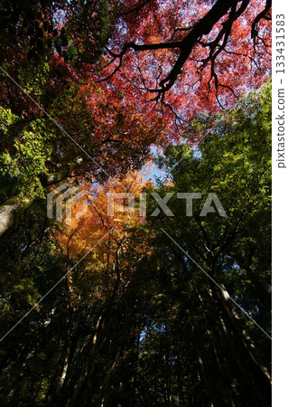 Tottori Shiki的步行秋天Ch訪Su訪神社 133431583