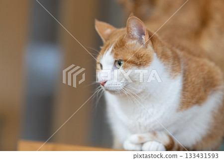 Relaxing cat tea tabby white Relaxing cat tea tabby white 133431593