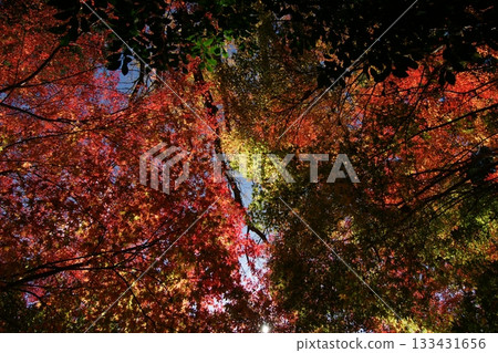 Tottori Shiki的步行秋天Ch訪Su訪神社 Tottori Shiki的步行秋天Ch訪Su訪神社 133431656
