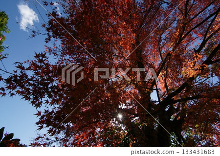 Tottori Shiki's Walk Autumn Chito Suwa Shrine Tottori Shiki's Walk Autumn Chito Suwa Shrine 133431683