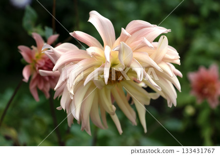 Soft pastel peach and cream dahlia blooming in summer garden Soft pastel peach and cream dahlia blooming in summer garden 133431767