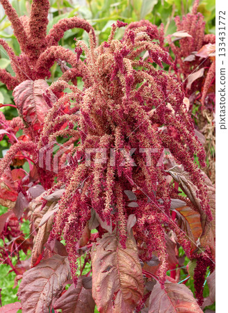 Dramatic red amaranth flower tassels cascading in a summer garden 133431772