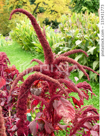 Dramatic red amaranth flower tassels cascading in a summer garden 133431773