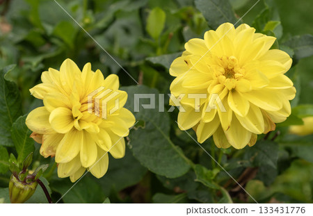 Pair of vibrant yellow decorative dahlias against deep green foliage 133431776