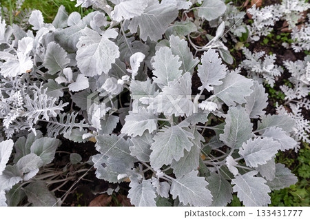 Striking silvery-white Cineraria New Look foliage contrasts with green 133431777