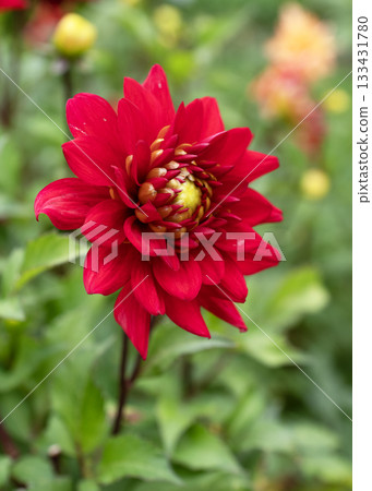 Vibrant single red dahlia flower blooming in a green summer garden Vibrant single red dahlia flower blooming in a green summer garden 133431780