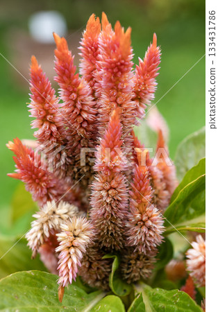 Vibrant spiky orange and pink Celosia flower heads in summer garden Vibrant spiky orange and pink Celosia flower heads in summer garden 133431786