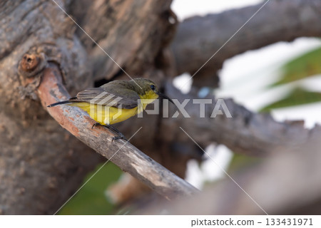 Bird (Olive-backed sunbird) on tree in nature wild 133431971