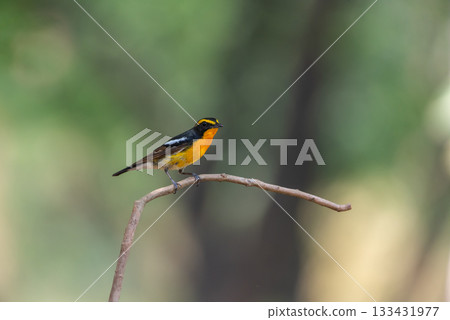 Bird (Narcissus Flycatcher) on tree in nature wild Bird (Narcissus Flycatcher) on tree in nature wild 133431977
