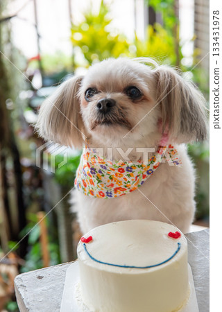 Dog so cute eat a birthday cake 133431978
