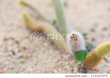 Cactus and Cactus flowers popular for decorative Cactus and Cactus flowers popular for decorative 133431979