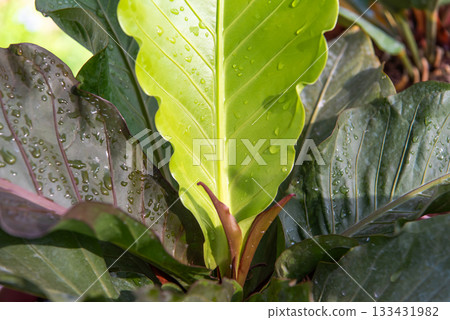 Greenery background of nature plant and leaf 133431982