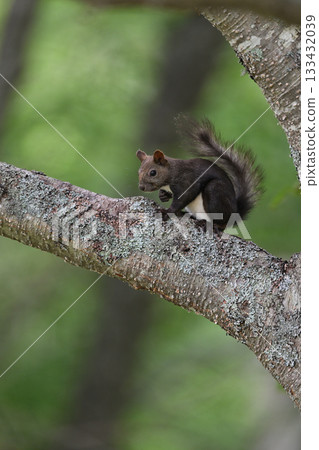 Hokkaido squirrel (Hokkaido) Hokkaido squirrel (Hokkaido) 133432039