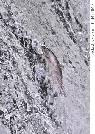 Cherry salmon ② (Hokkaido) 133432049