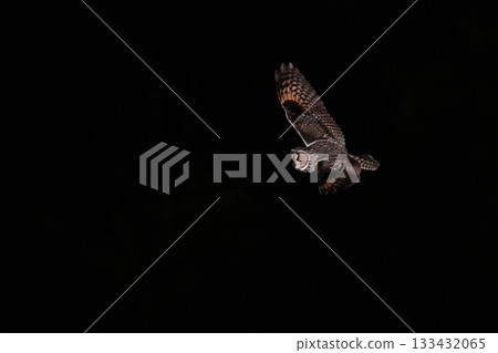 Long-eared Owl 110 (Hokkaido) Long-eared Owl 110 (Hokkaido) 133432065