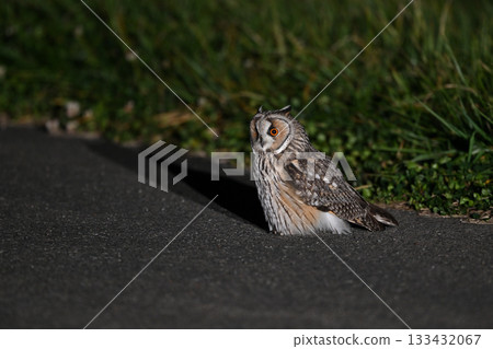 Long-eared Owl 112 (Hokkaido) Long-eared Owl 112 (Hokkaido) 133432067