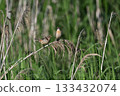 Stonechat ⑨ (Hokkaido) 133432074