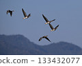 Greater White-fronted Goose 22 (Hokkaido) 133432077