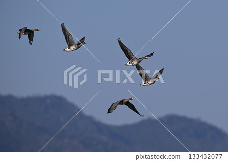 大白額雁 22（北海道） 133432077