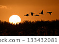 Greater White-fronted Geese Evening Scene 62 (Hokkaido) 133432081
