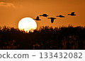 Greater White-fronted Geese Evening Scene 63 (Hokkaido) 133432082