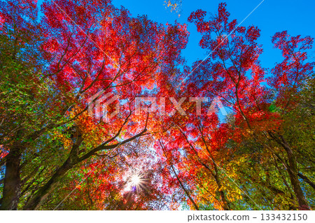Maple leaves and rays of sunlight Maple leaves and rays of sunlight 133432150