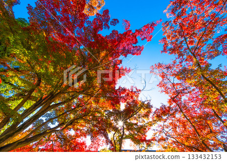 Maple leaves and rays of sunlight Maple leaves and rays of sunlight 133432153
