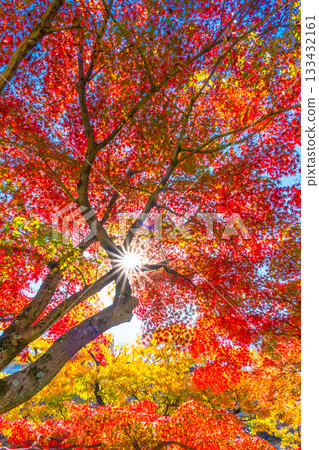 楓葉和陽光 楓葉和陽光 133432161