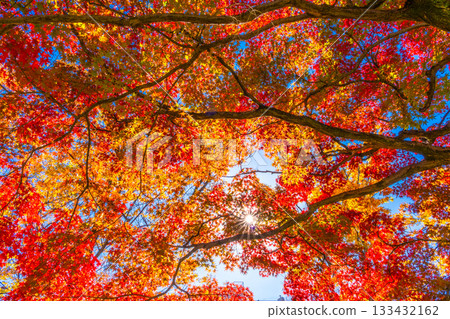 Maple leaves and rays of sunlight Maple leaves and rays of sunlight 133432162