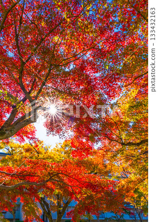 Maple leaves and rays of sunlight Maple leaves and rays of sunlight 133432163