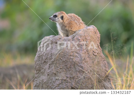 秋日的夕陽下，一隻貓鼬守護著它的朋友們。 133432187