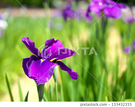 美麗的鳶尾花 133432355