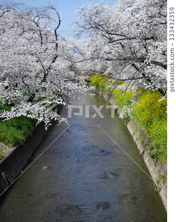 河邊盛開著櫻花和油菜花 河邊盛開著櫻花和油菜花 133432359