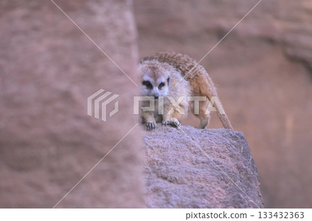 A meerkat gets trampled on the back by its returning friend 133432363