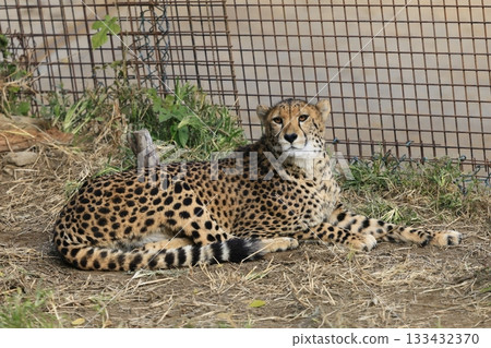  Cheetah 133432370