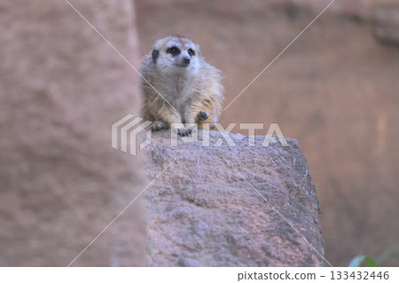 Meerkat lifts its hind legs when sitting 133432446