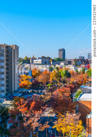 Hirakata cityscape and autumn leaves of Zelkova trees Hirakata cityscape and autumn leaves of Zelkova trees 133432465