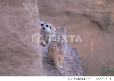 一隻狐狸獴從它歸來的朋友身邊經過。 133432501