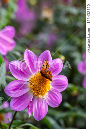 A northern admiral butterfly resting on a dahlia flower 133432520